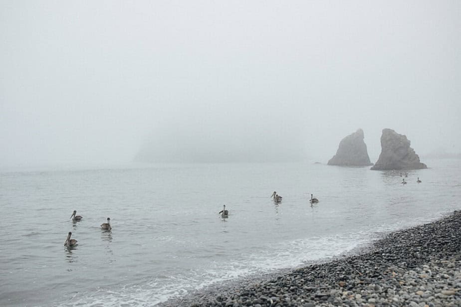 Geese float in the moody waters of Rialto Beach in Forks, Washington.