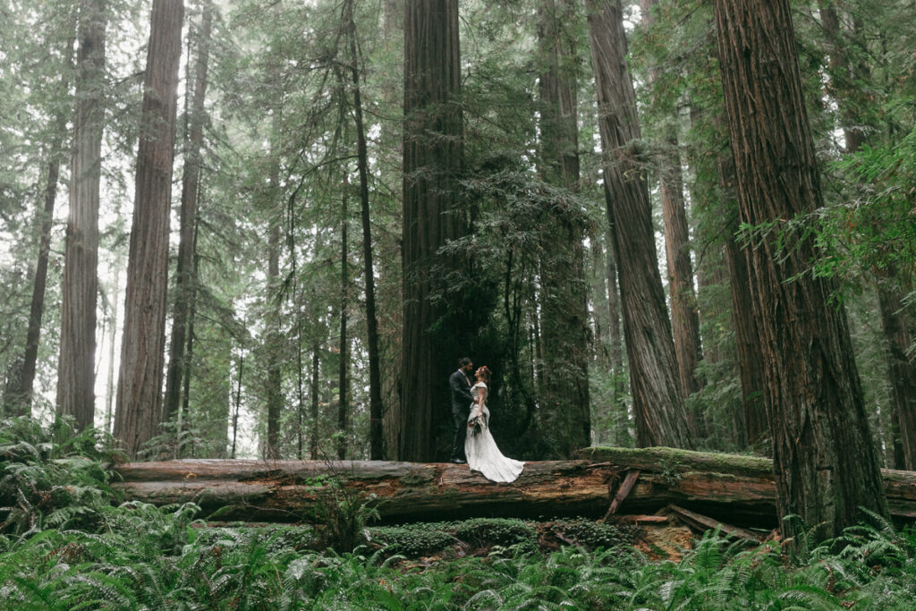 Bride and groom elope in the redwoods in Crescent City, California.