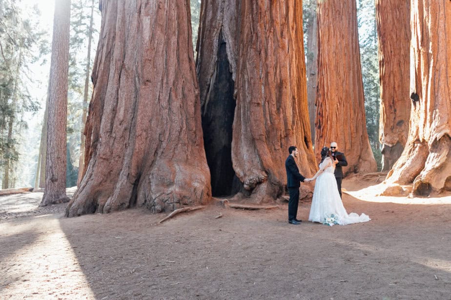 An elopement ceremony amongst the trees in Sequoia National Park.