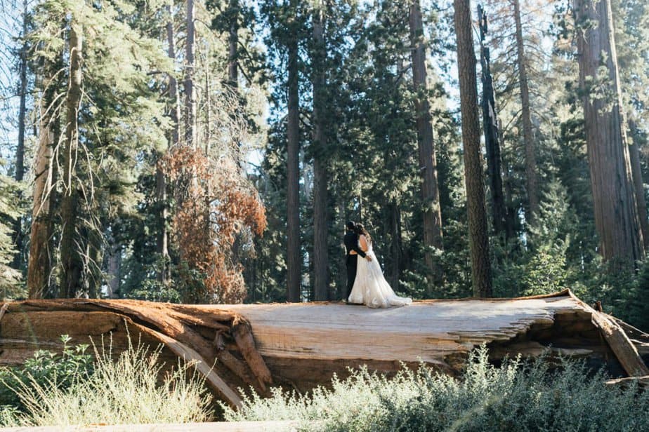 Bride and groom pose sequoia trees in their California elopement.