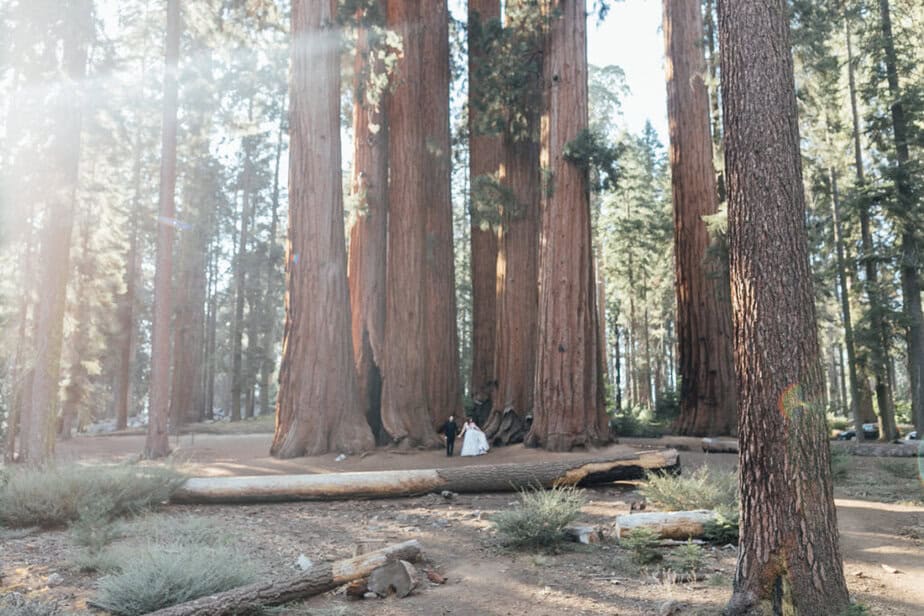 Bride and groom stand in an orchard of trees in Sequoia & Kings Canyon National Parks.